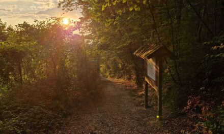 Die Wanderung “Entlang des geologischen Lehrpfads nach Mautern” in Bergern (B17)