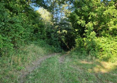 Der Weinwanderweg in Königstetten