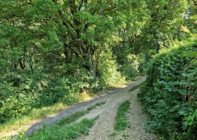 Der Weinwanderweg in Königstetten